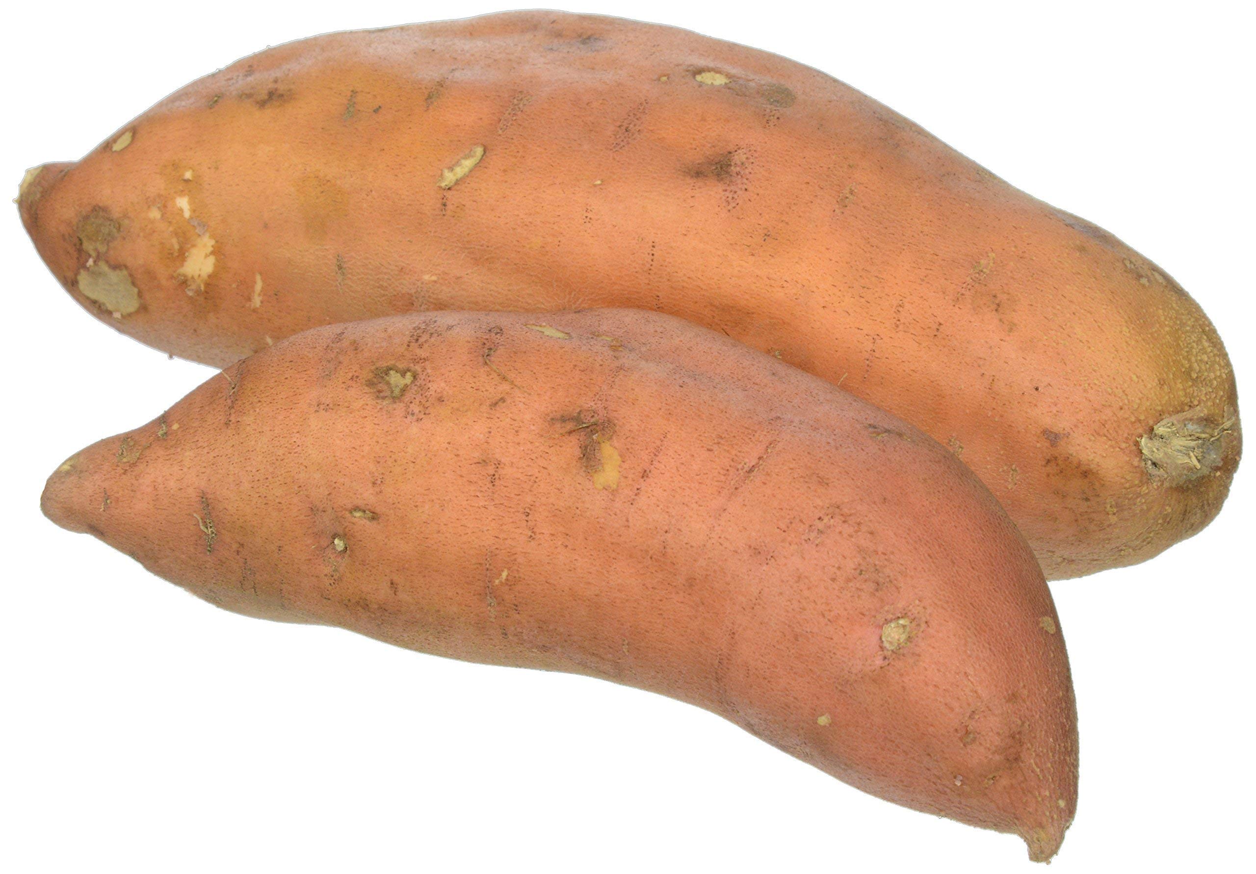 Top Rated Organic Sweet Orange Potato
