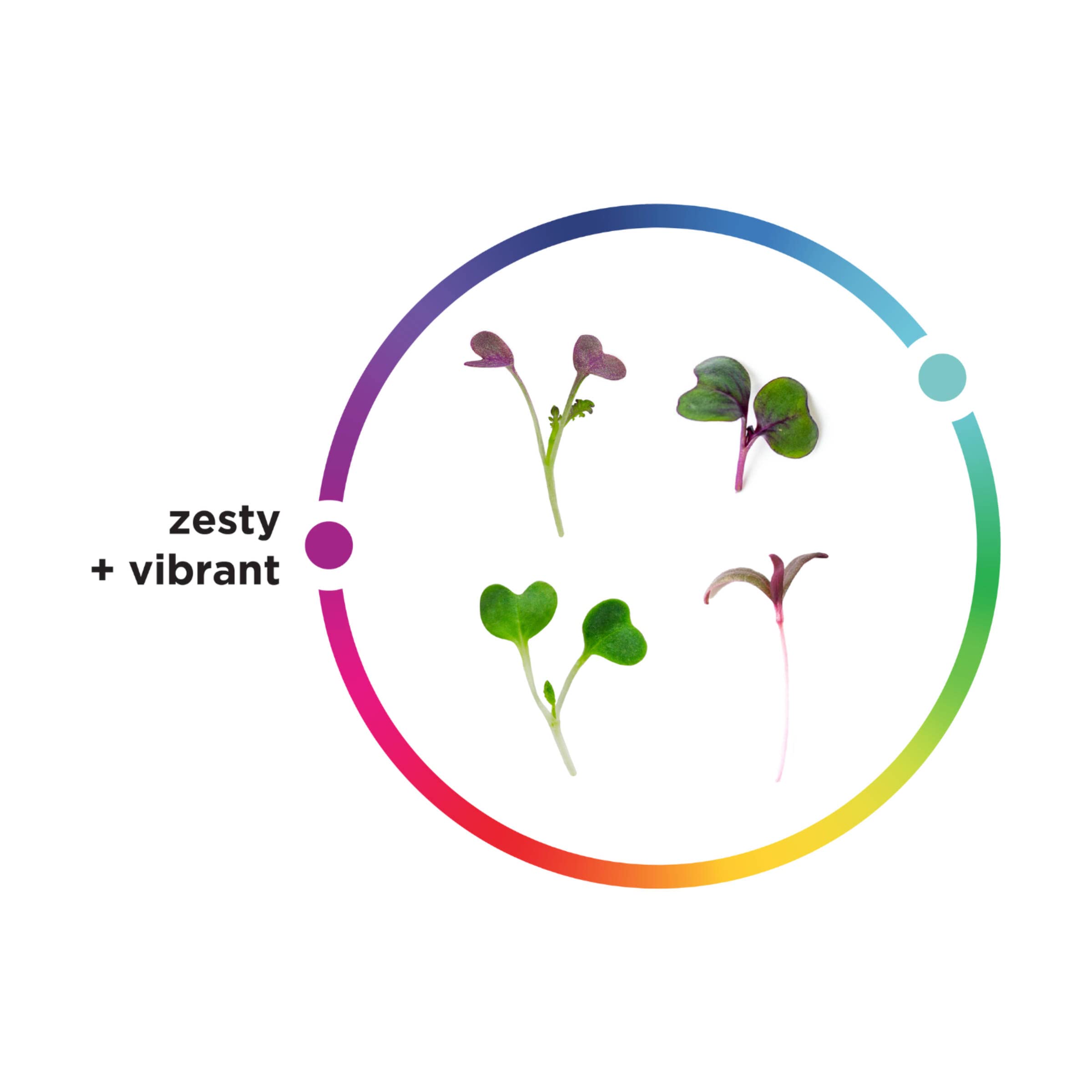 Top Rated Aerofarms Microgreen Rainbow Mix