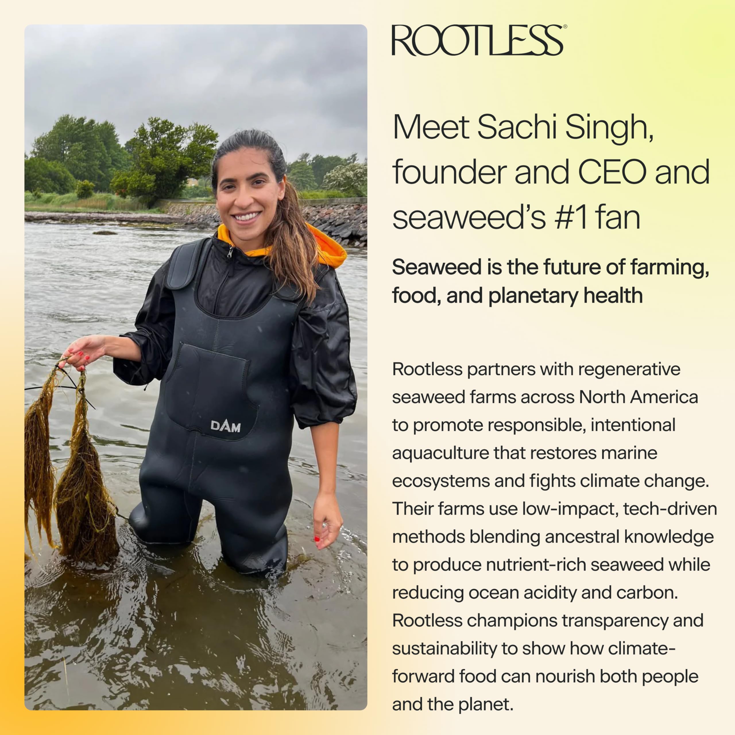 Free Trial Rootless Coconut Chai